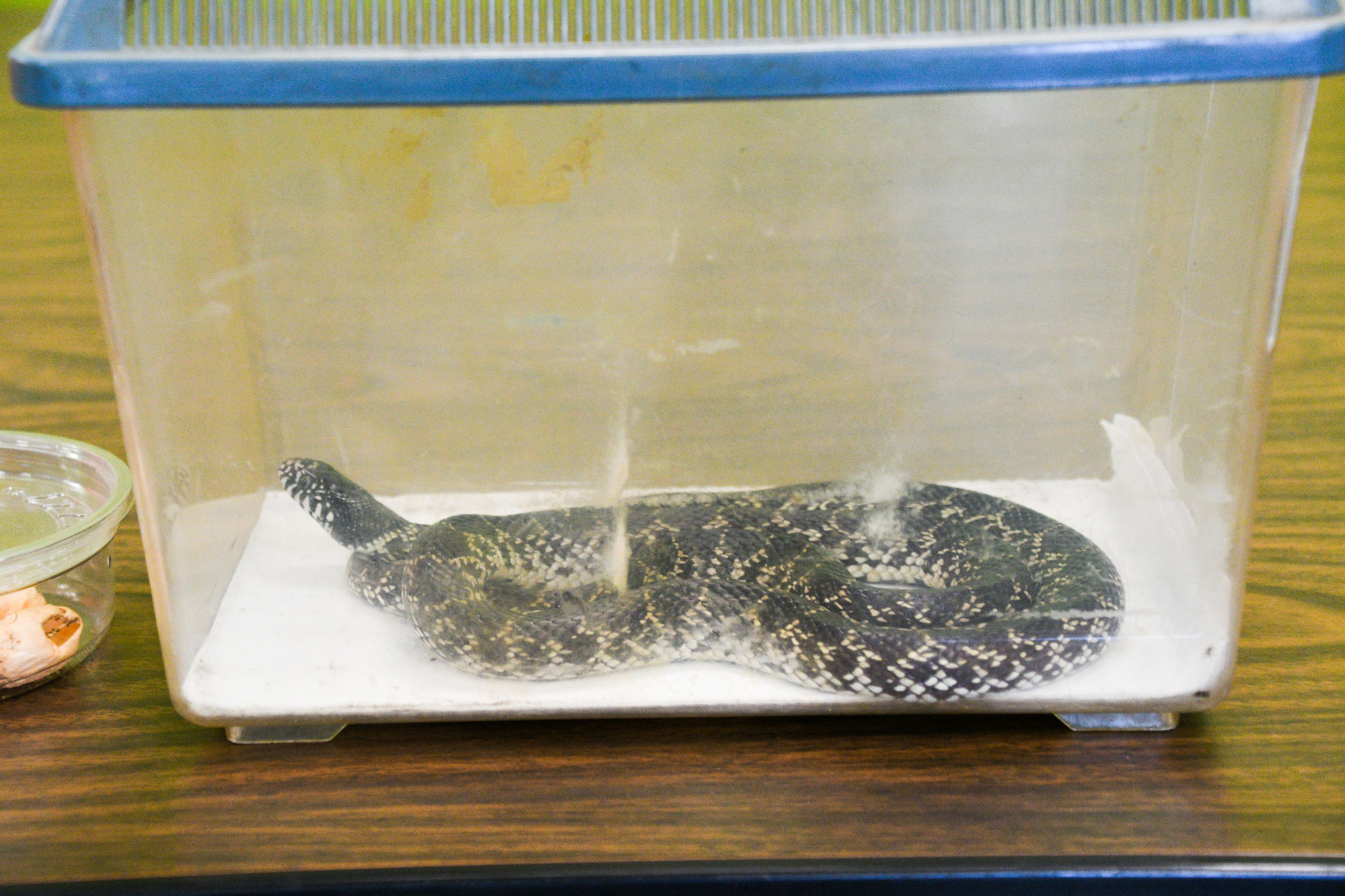 Snake Day at Clara B. Mounce Public Library